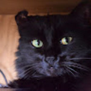 Meet your Posher, Alison